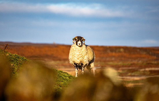 Swaledale Butchers