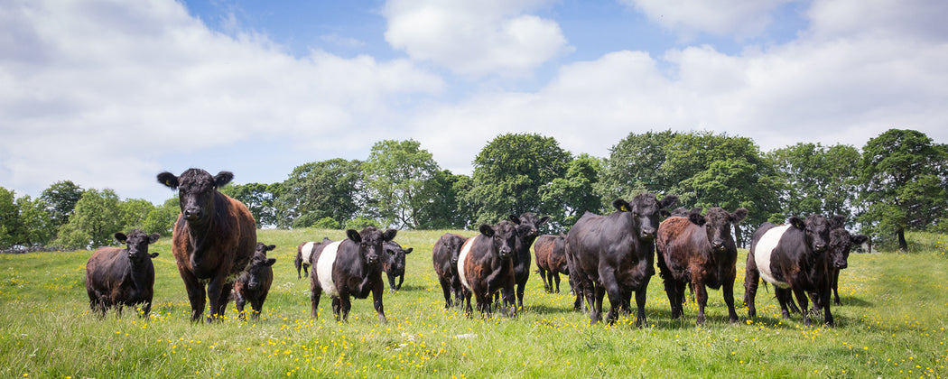 Cows in a field