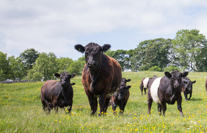 Cows in a field