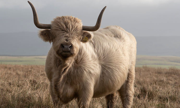 Swaledale Butchers®