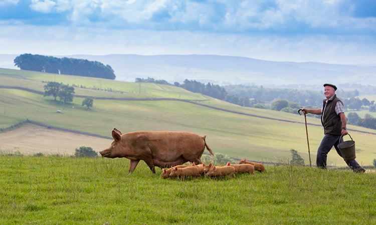 Swaledale Butchers®