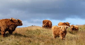 Swaledale Butchers®