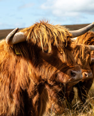 Swaledale Butchers®