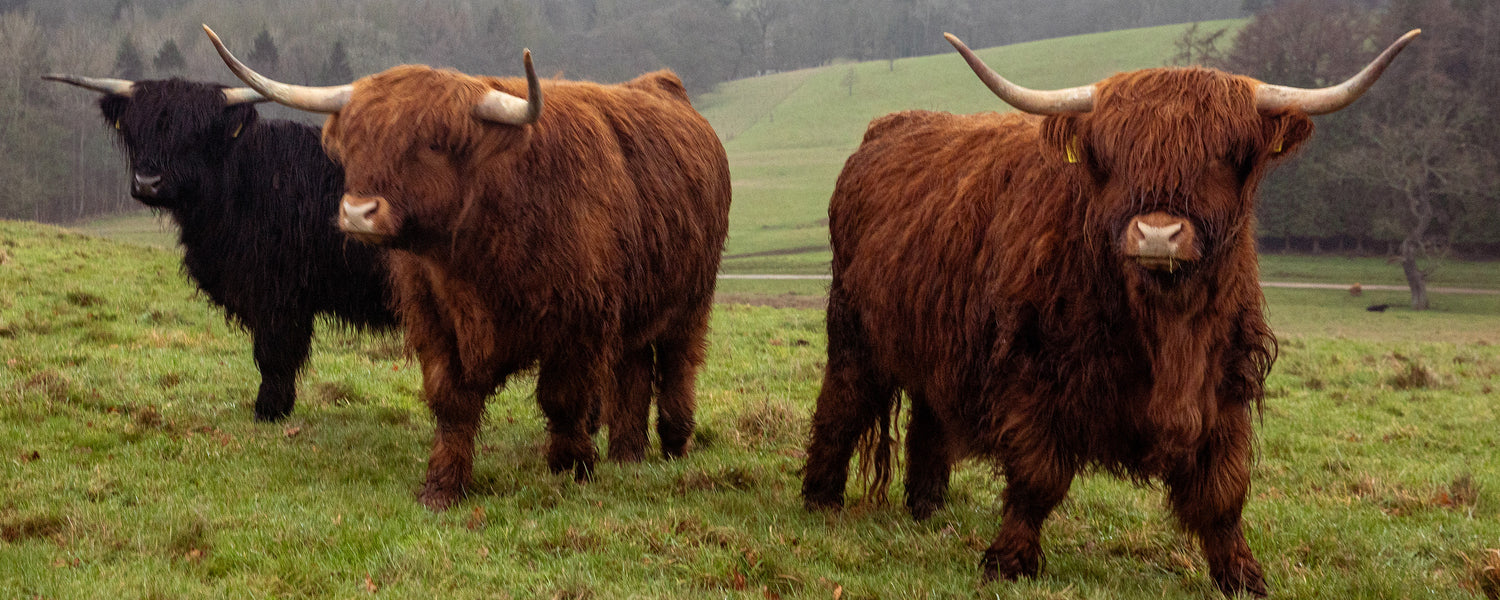 Three Highland cattle standing in a grassy field with a scenic background