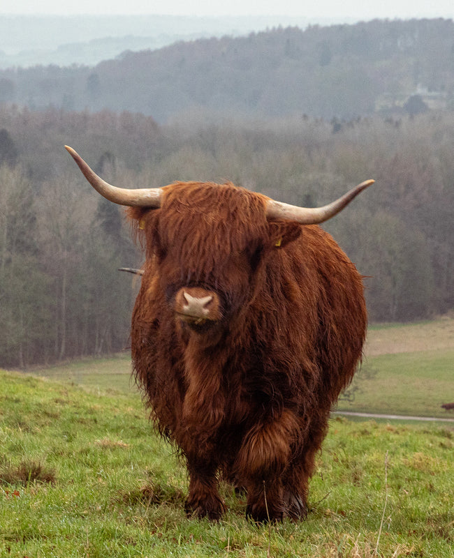 Highland cow standing in a grassy field with a scenic background