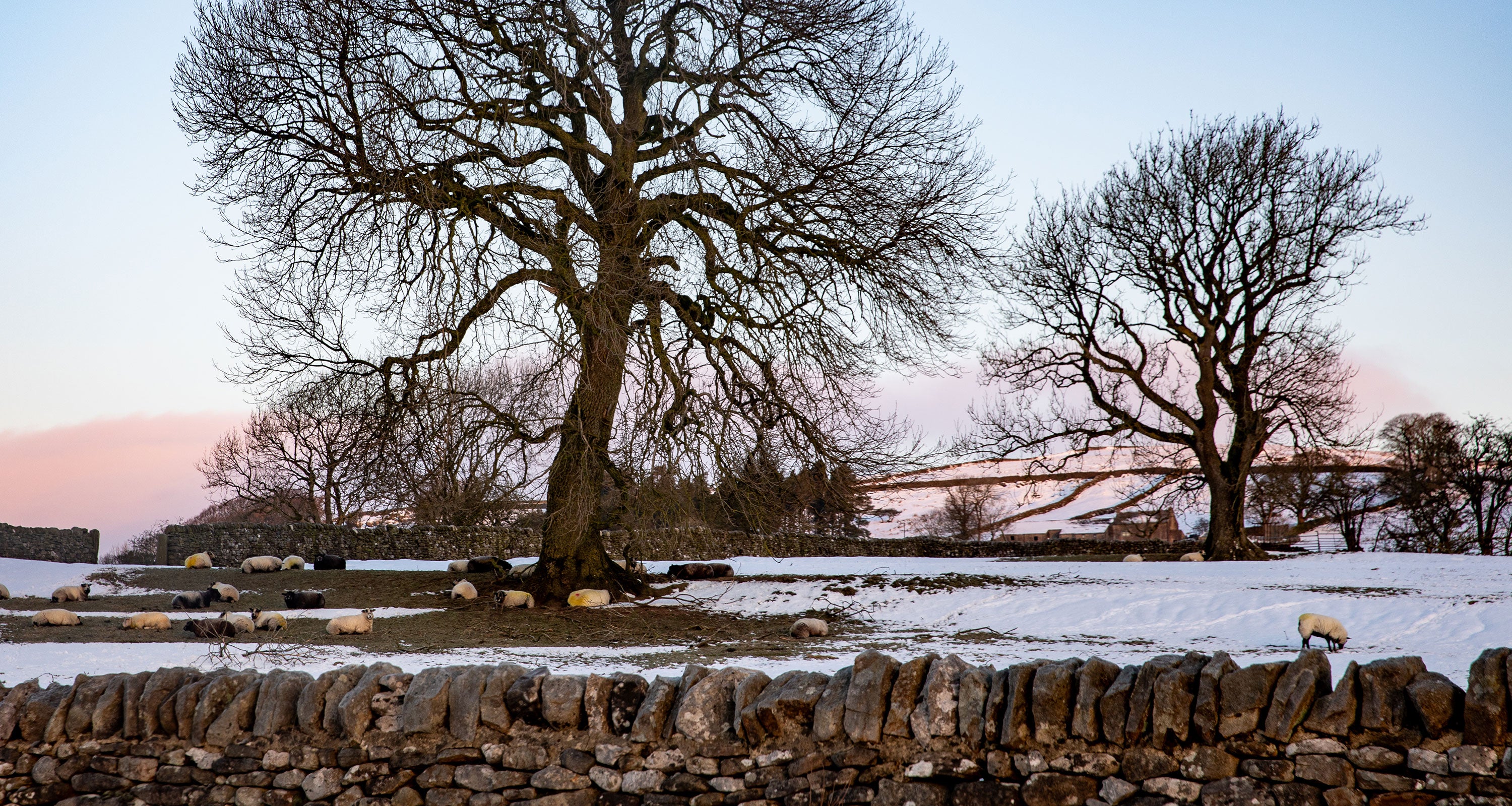Swaledale Butchers®