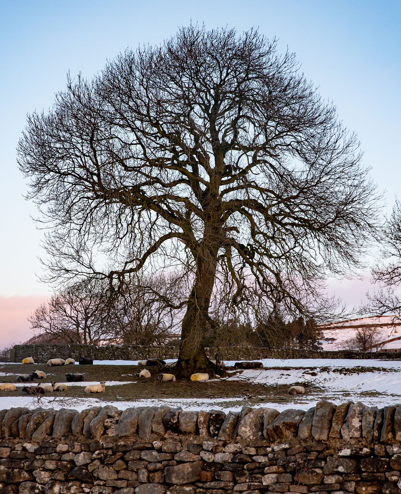 Swaledale Butchers®