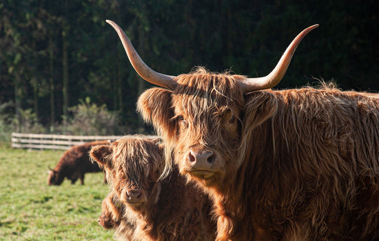 Swaledale Butchers