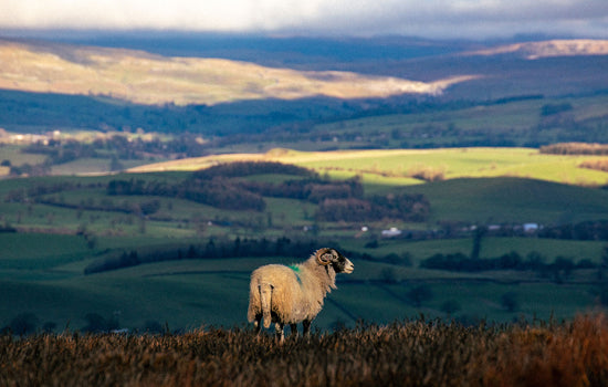 Swaledale Butchers