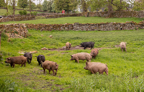 Swaledale Butchers