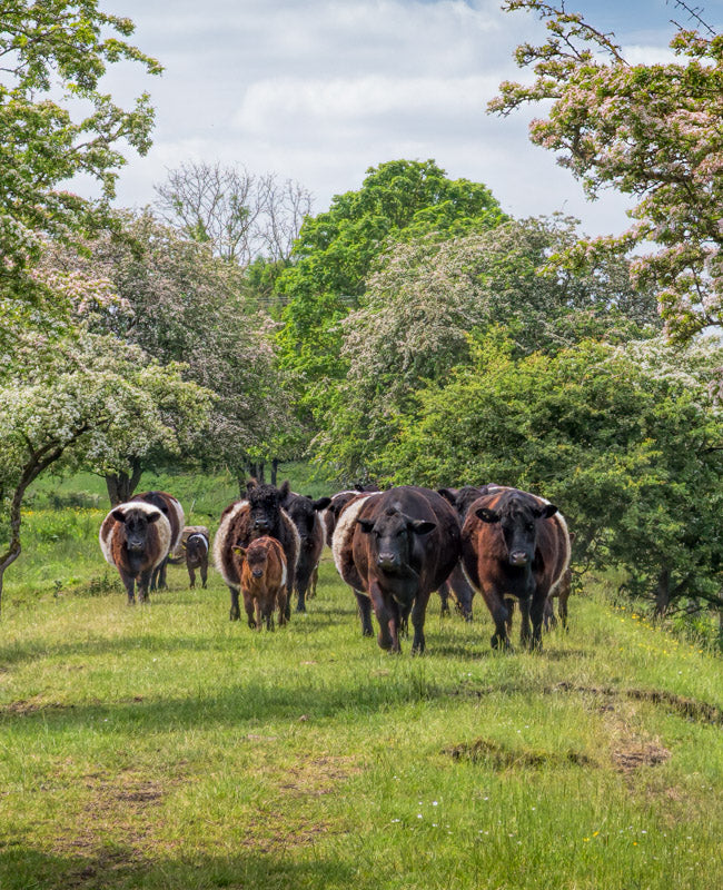 Swaledale Butchers