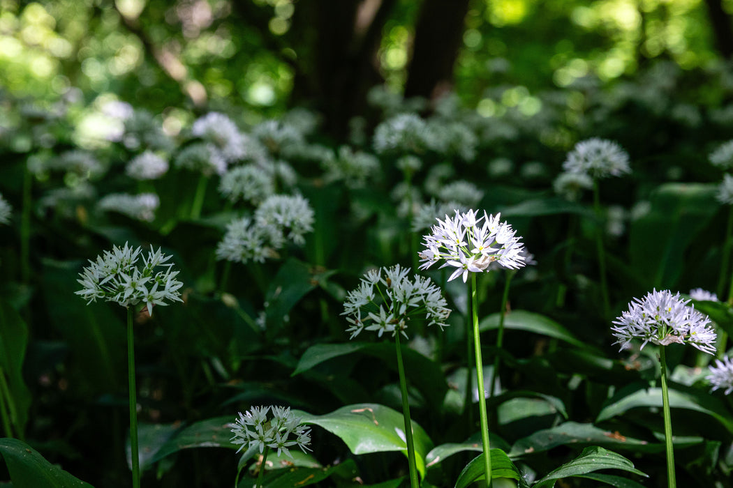 Pork & Wild Garlic Sausages