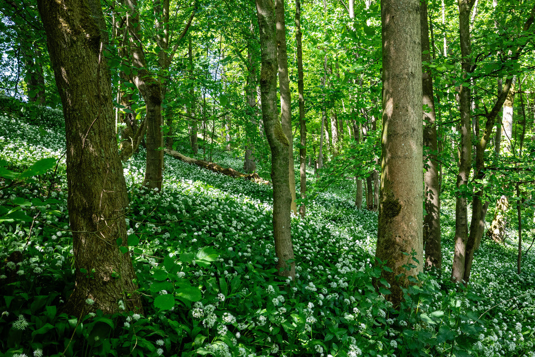 Pork & Wild Garlic Sausages