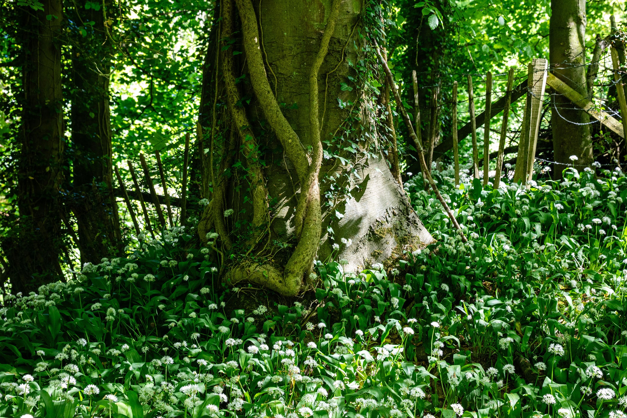 Pork & Wild Garlic Sausages