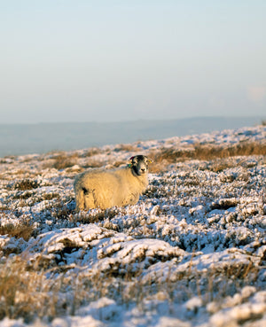 Swaledale Butchers®