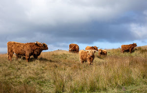 Swaledale Butchers®