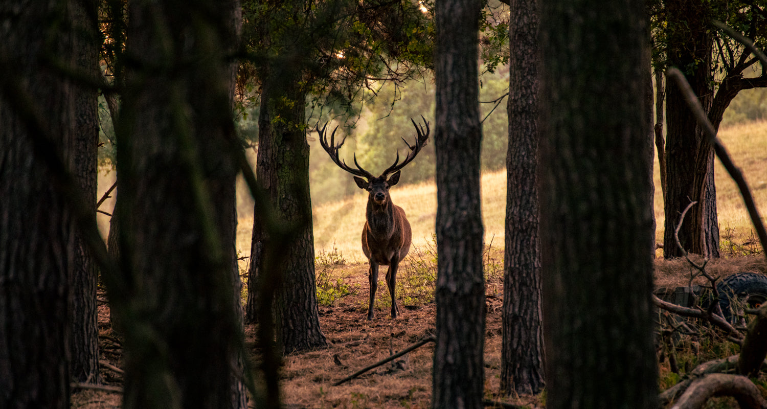 Swaledale Butchers®