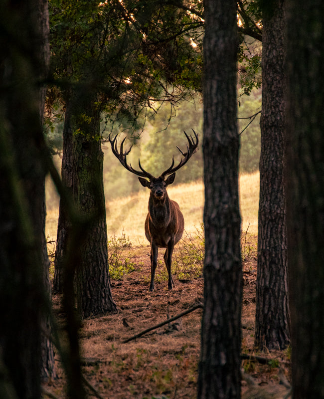 Swaledale Butchers®